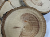 cerchi-legno-abete-bianco 